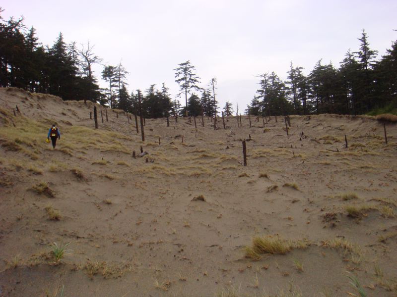 Dunes near Rose Spit are as big as Oregon
Because it blows just as hard and just as long with even bigger beaches
