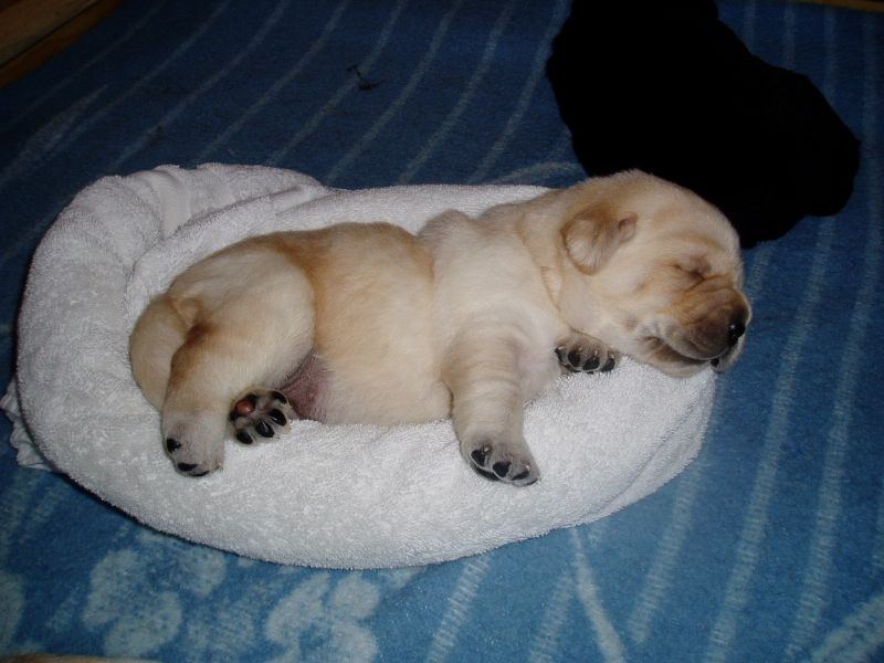 puppy in a doughnut
