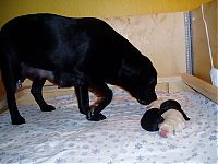 Puppies Day 2 028.jpg