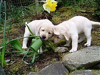 Puppies Week 7 #1 039.jpg