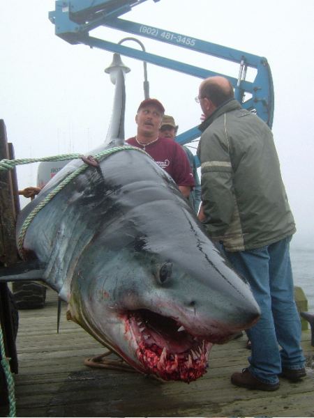 True Recent Photo Of Shark caught off South Vancouver Island 
from a commercial Fisherman.
Happy Surfing""
