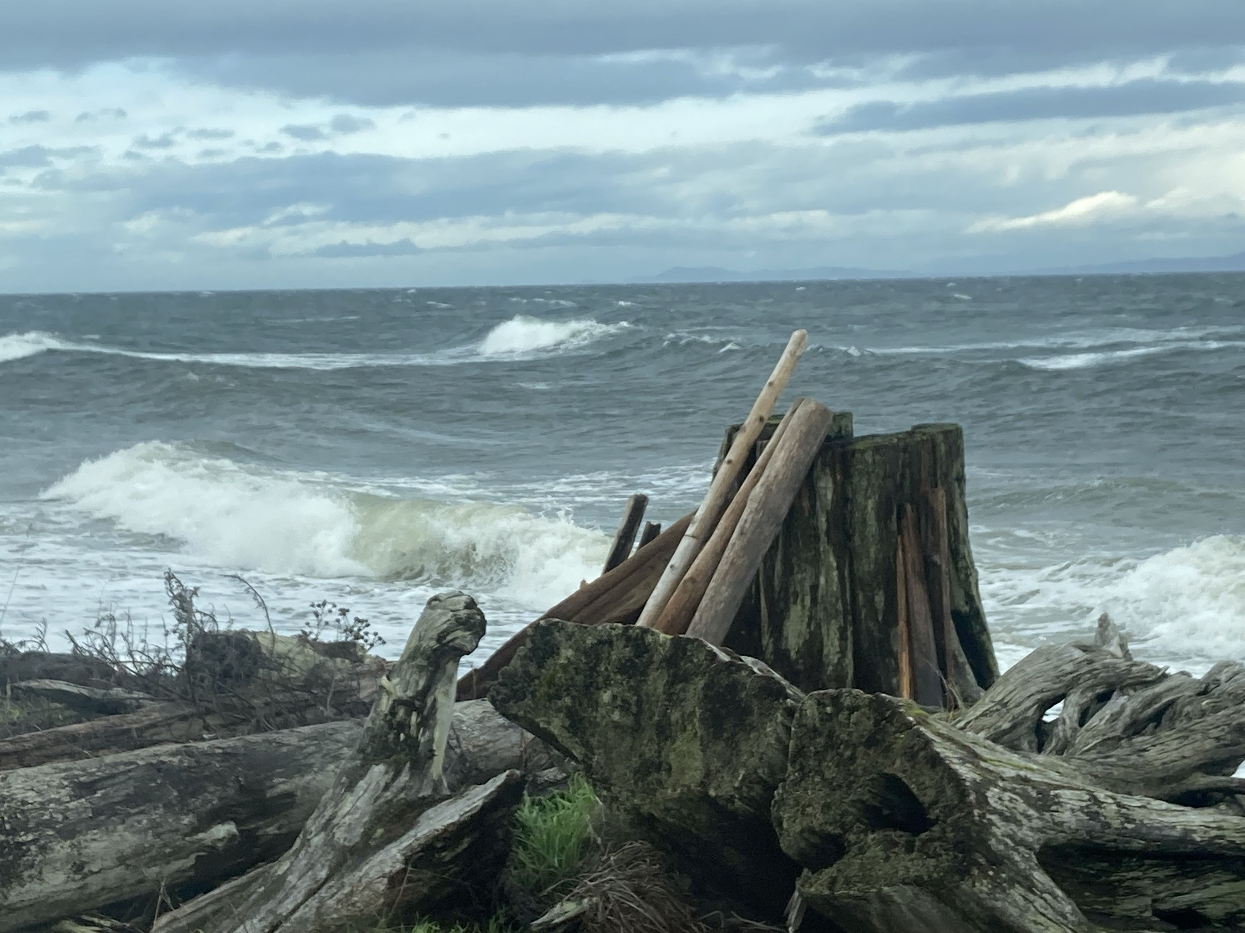 Can you spot the sea lion?
