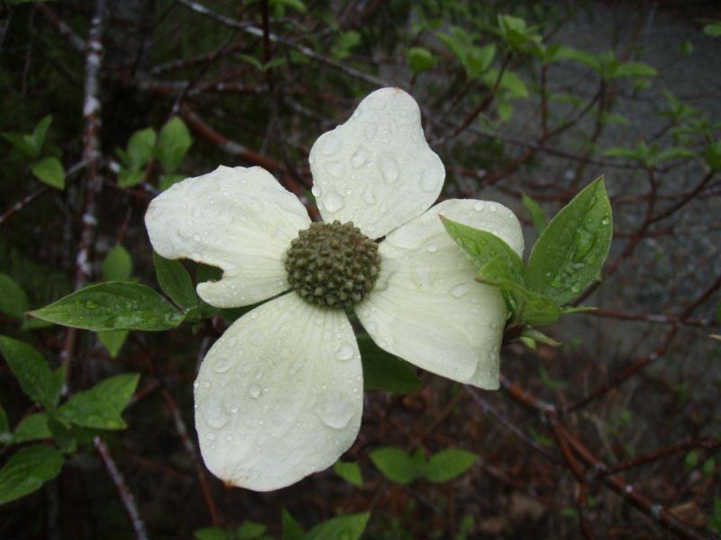 Full Bloom at Sproat Lake, Taylor Arm
