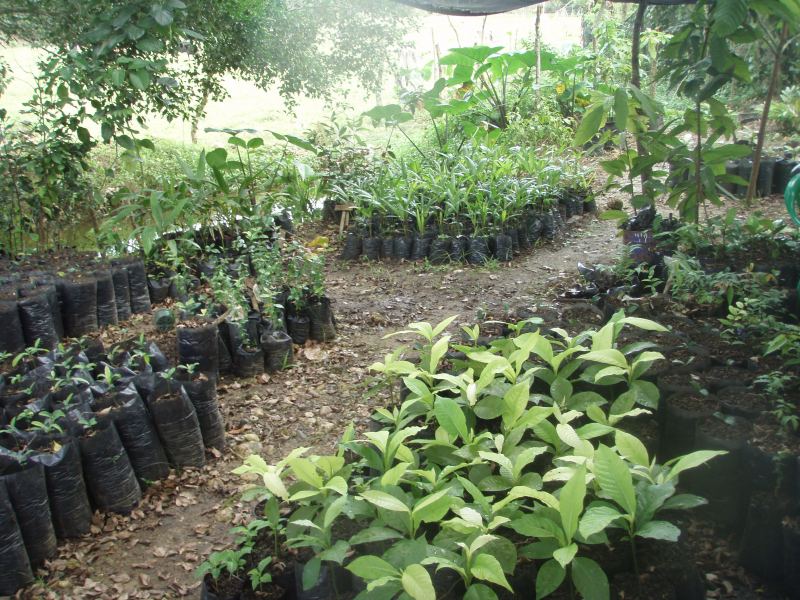 Tree nursery
Hey Rob,This shot is for you.Dominican Tree nuresry.
