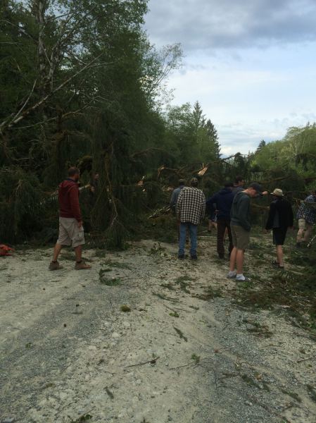 Tree across road May 10
