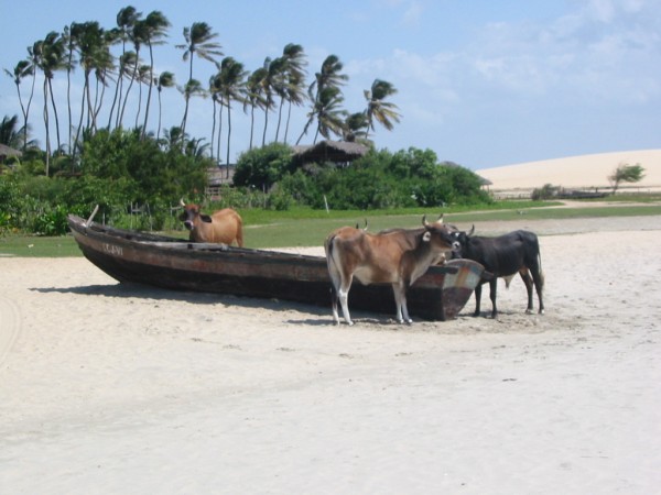 Crazy Cows (Photo by Tam or Ger)
