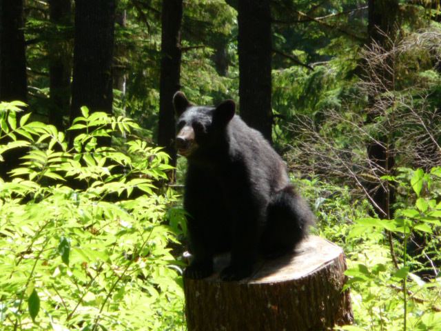 Nit Nat bear
bear hanging around the campground
