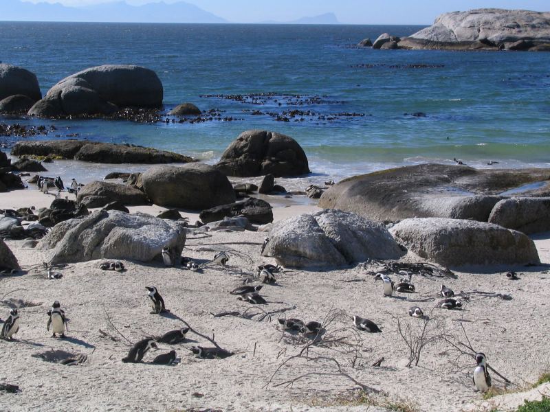 Native SA Penguins, Cape Town
