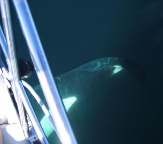 Orca going under the boat
