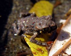 0609-E-Nit-Dwarf Toad.jpg