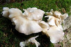 0609-E-Nit-Oyster Mushrooms.jpg