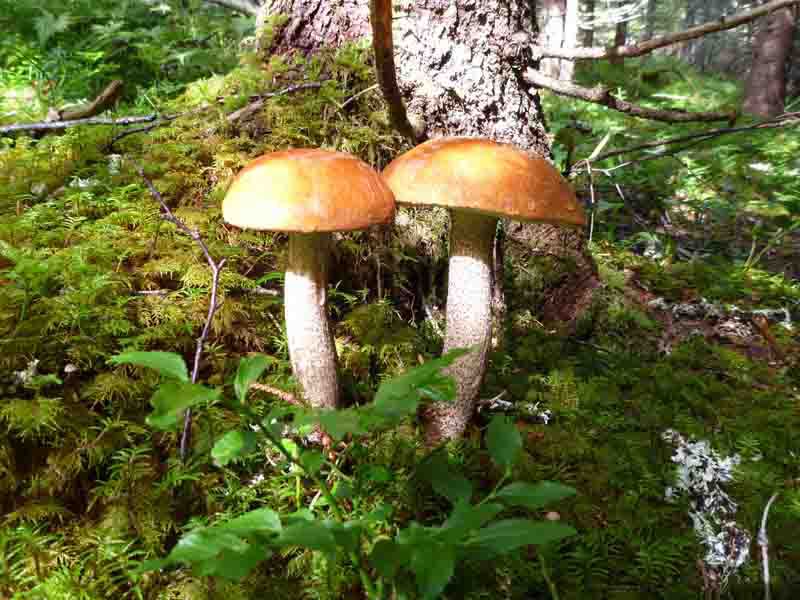 Birch_Boletes~2.jpg