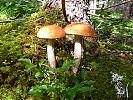 Birch_Boletes~2.jpg