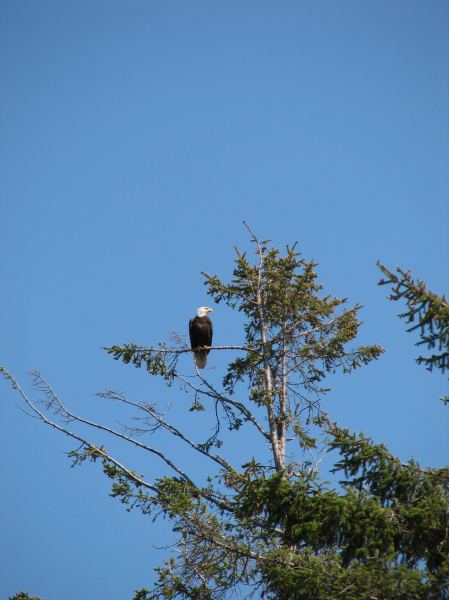 eagle
eagle just above our cabin on gordons beach
