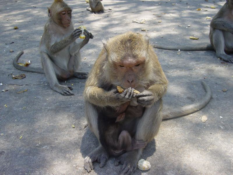 one of many monkeys that live around the temples
