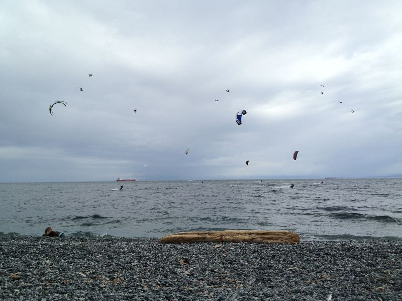 Birds and Kites  22 July 1012 Cook St
