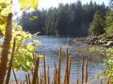 Beach inside Nitinaht Narrows
