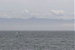 20130605_gordons-windsurf_0317~0.JPG