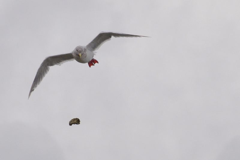 Oysters anyone?
More painful than the other stuff birds tend to drop from the sky....
