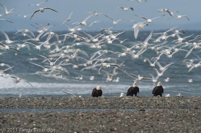 The herring decided today was the day.
