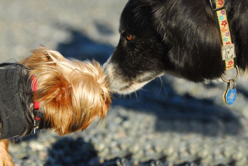 Two Pooches
